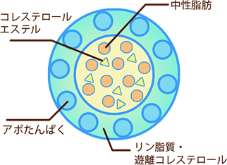 リポたんぱく質（LDL）の構造