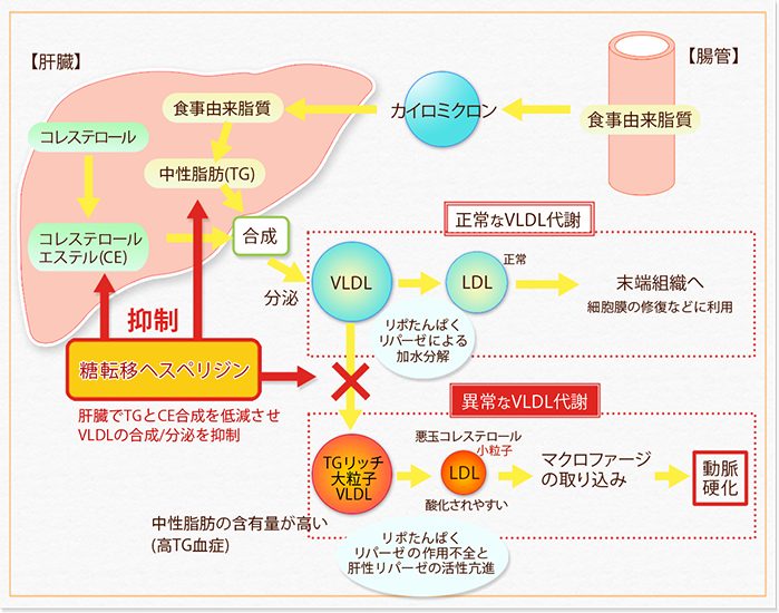 糖転移ヘスペリジンによる脂質代謝改善作用のメカニズム