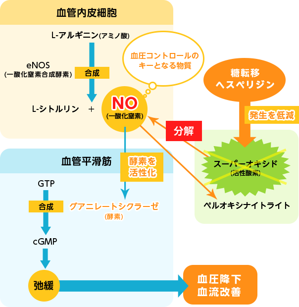 血圧上昇抑制のメカニズム