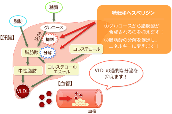 糖転移ヘスペリジンが中性脂肪を低下させるメカニズム